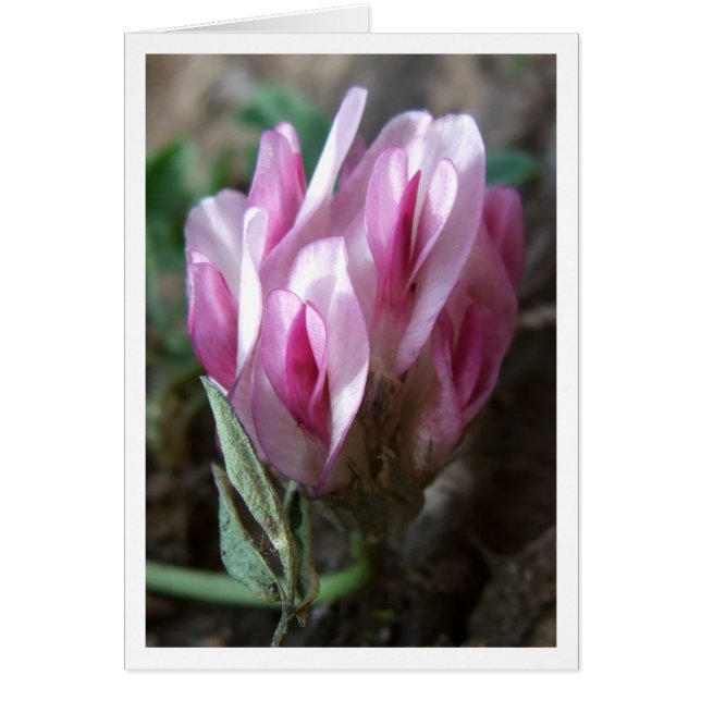 Clover - Rocky Mountains (Voorkant)