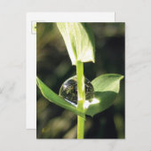 Clover With Dew, Peaceful Atlas Briefkaart (Voorkant / Achterkant)