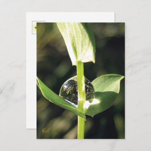 Clover With Dew, Peaceful Atlas Briefkaart (Voorkant / Achterkant)