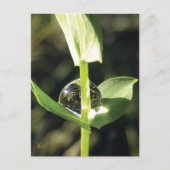 Clover With Dew, Peaceful Atlas Briefkaart (Voorkant)