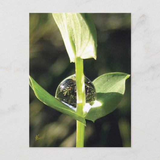 Clover With Dew, Peaceful Atlas Briefkaart (Voorkant)