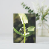 Clover With Dew, Peaceful Atlas Briefkaart (Staand voorkant)