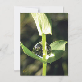Clover With Dew, Peaceful Atlas Briefkaart