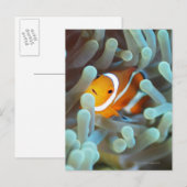 Clown Anemonefish Briefkaart (Voorkant / Achterkant)