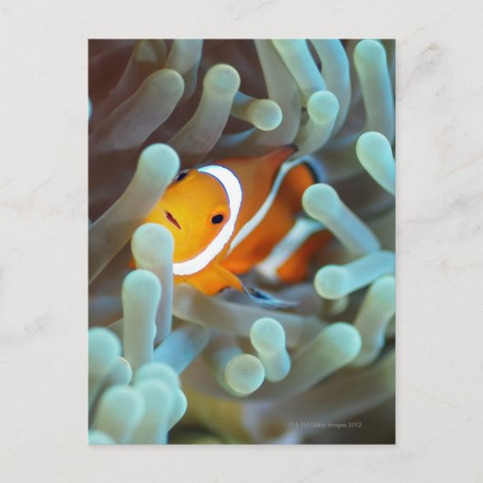Clown Anemonefish Briefkaart (Voorkant)