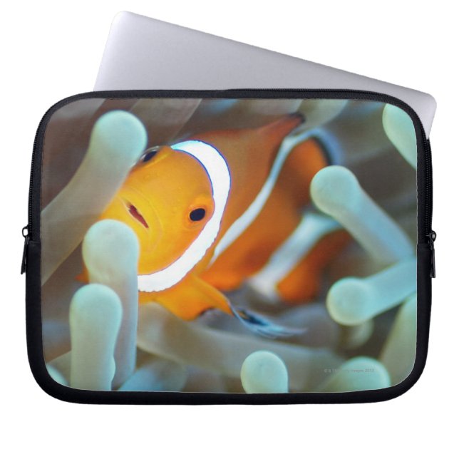 Clown Anemonefish Laptop Sleeve (Voorkant)