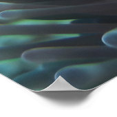 Clown Anenomefish Poster (Hoek)