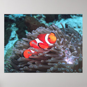 Clown Anenomefish Poster