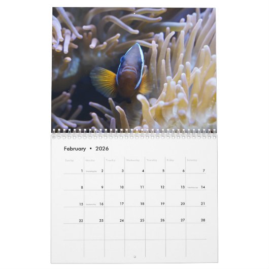 Clown Fish 2025 Kalender (Feb 2026)
