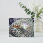 clown fish 3 briefkaart (Staand voorkant)