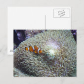 clown fish 3 briefkaart (Voorkant / Achterkant)