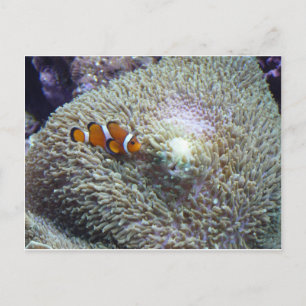 clown fish 3 briefkaart