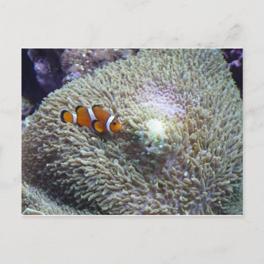 clown fish 3 briefkaart (Voorkant)