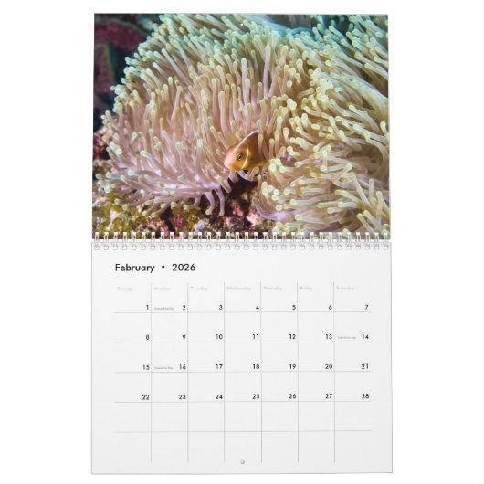 Clown Fish Kalender - Anemone Fish (Feb 2026)