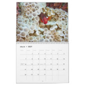 Clown Fish Kalender - Anemone Fish (Mar 2027)