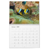 Clown Fish Kalender - Anemone Fish (Jan 2027)