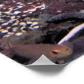 Clown Triggerfish Raja Ampat Poster (Hoek)