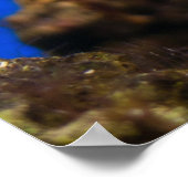 clown vis poster (Hoek)