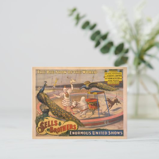 Clown, Zebu en Peacock Circus Poster Briefkaart (Staand voorkant)