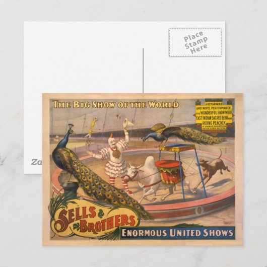 Clown, Zebu en Peacock Circus Poster Briefkaart (Voorkant / Achterkant)