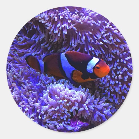 Clownfish #2 Sticker (Voorkant)