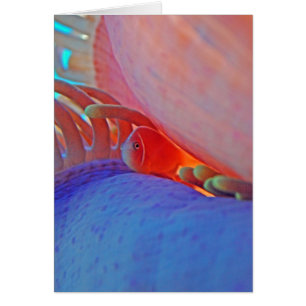 Clownfish and anemone - Card