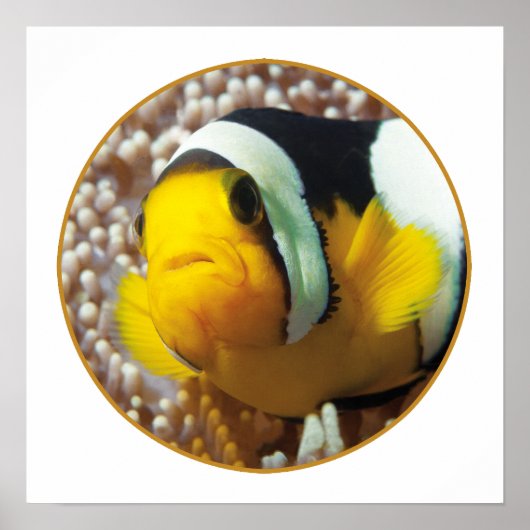 Clownfish - Close-up! Rond fotografisch ontwerp | Poster (Voorkant)