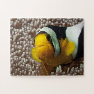 Clownfish - Close-up! Zo schattig - Nemo in Anemon Legpuzzel