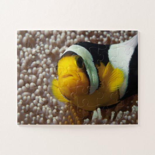 Clownfish - Close-up! Zo schattig - Nemo in Anemon Legpuzzel (Horizontaal)