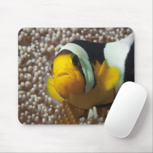 Clownfish - Close-up! Zo schattig - Nemo in Anemon Muismat