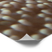 Clownfish - Close-up! Zo schattig - Nemo in Anemon Poster (Hoek)