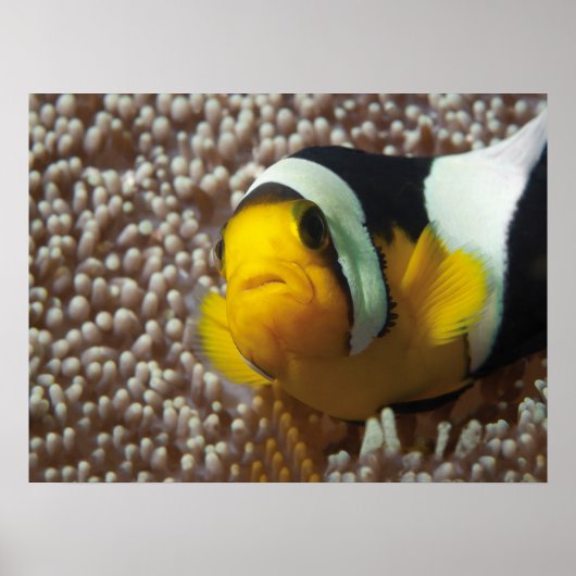 Clownfish - Close-up! Zo schattig - Nemo in Anemon Poster (Voorkant)