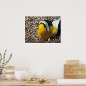 Clownfish - Close-up! Zo schattig - Nemo in Anemon Poster (Keuken)