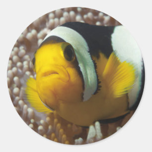 Clownfish - Close-up! Zo schattig - Nemo in Anemon Ronde Sticker