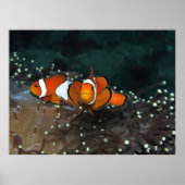 Clownfish Duo Poster (Voorkant)