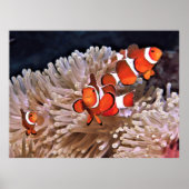 Clownfish familie poster (Voorkant)