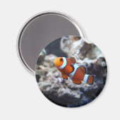 Clownfish fotografie magneet (Voorkant / Achterkant)