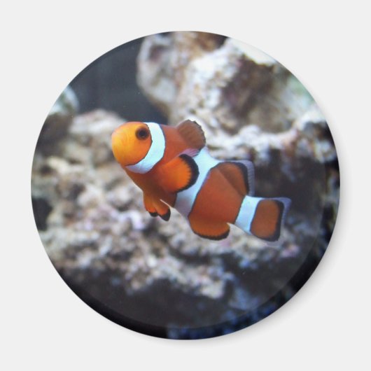 Clownfish fotografie magneet (Voorkant)