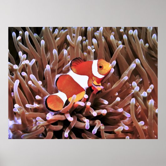 Clownfish in de Filipijnen Poster (Voorkant)