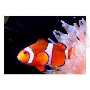 Clownfish Kaart