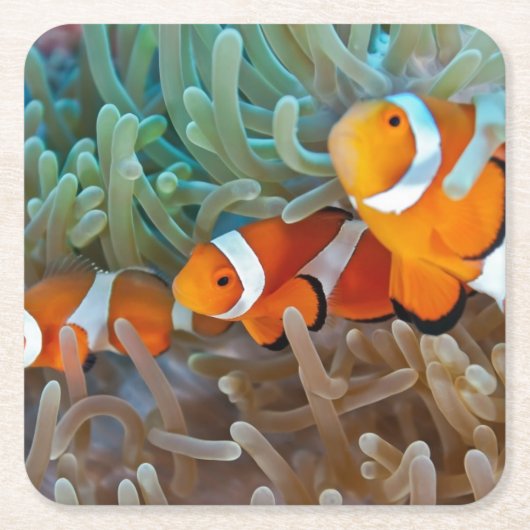 Clownfish Kartonnen Onderzetters (Voorkant)