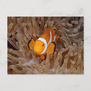 Clownfish - Molokai, North Shore Cliff Briefkaart