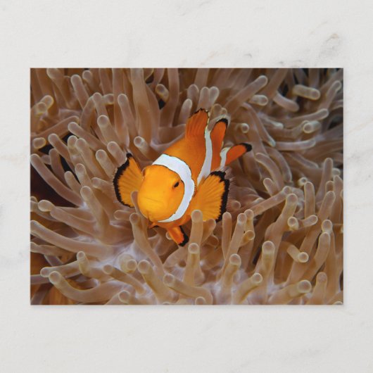 Clownfish - Molokai, North Shore Cliff Briefkaart (Voorkant)