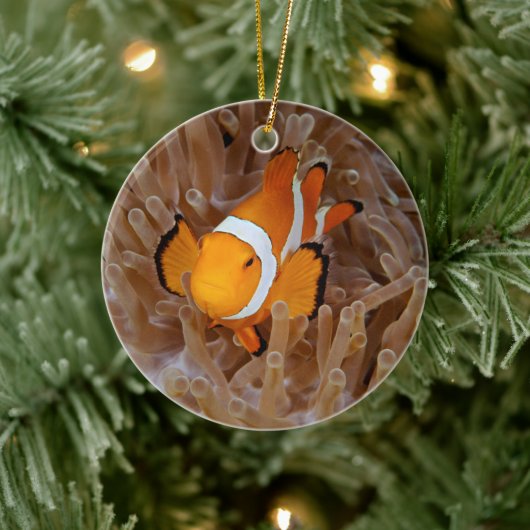 Clownfish - Molokai, North Shore Cliff Keramisch Ornament (Boom)