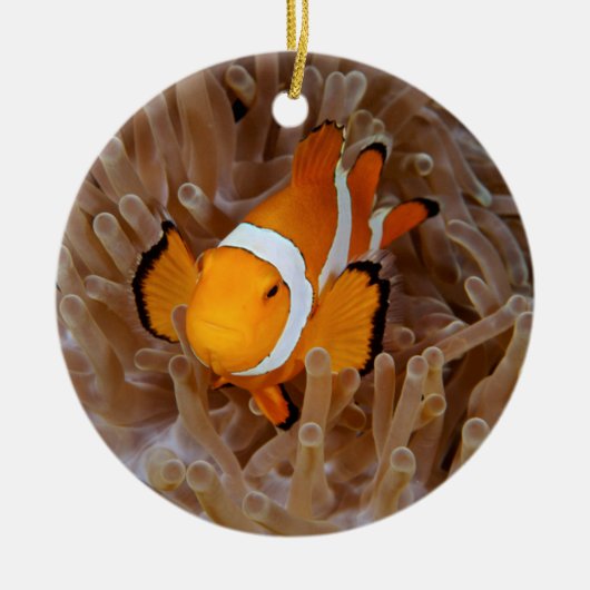 Clownfish - Molokai, North Shore Cliff Keramisch Ornament (Voorkant)