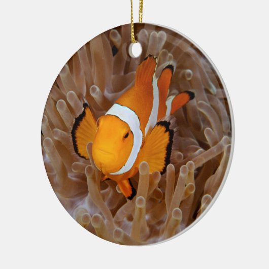 Clownfish - Molokai, North Shore Cliff Keramisch Ornament (Links)