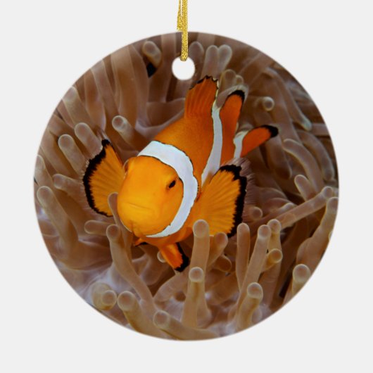 Clownfish - Molokai, North Shore Cliff Keramisch Ornament (Achterkant)