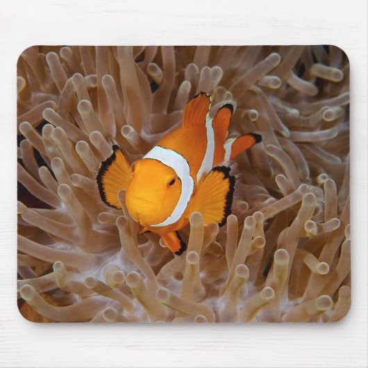 Clownfish - Molokai, North Shore Cliff Muismat (Voorkant)