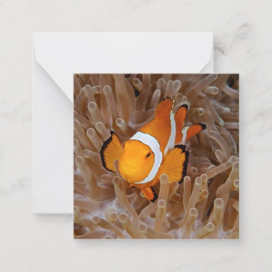 Clownfish - Molokai, North Shore Cliff Notitiekaartje (Voorkant)