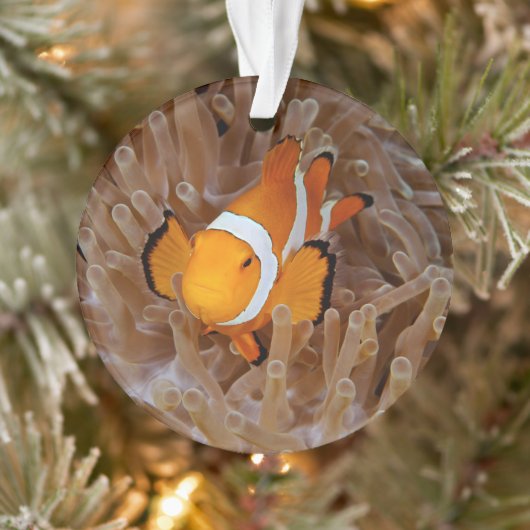 Clownfish - Molokai, North Shore Cliff Ornament (Boom)